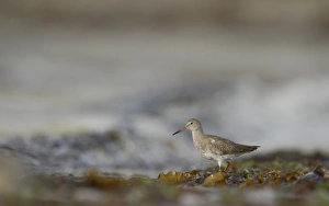 Common Redshank (Tringa totanus) adult, foraging amongst breaking waves in shallow water on beach, Shetland Islands, Scotland, september