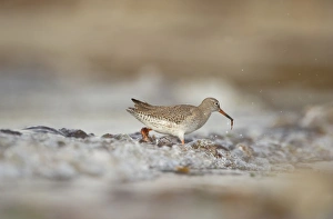 Common Redshank (Tringa totanus) adult, feeding amongst breaking waves in shallow water on beach, Shetland Islands, Scotland, september