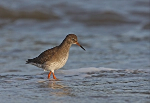 Common Redshank (Tringa totanus) adult, wading in sea, Norfolk, England, december