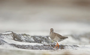 Common Redshank (Tringa totanus) adult, foraging amongst breaking waves in shallow water on beach, Shetland Islands