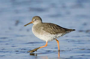 Wading Prints: Common Redshank (Tringa totanus) adult
