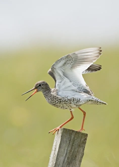 Common Redshank (Tringa totanus) adult, summer plumage, calling, standing on post with wings raised, Uist