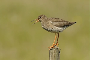 Common Redshank (Tringa totanus) adult, breeding plumage, calling, standing on fencepost, Iceland, June