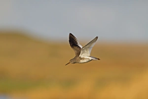 Common Redshank (Tringa totanus) adult, winter plumage, in flight, Norfolk, England, December