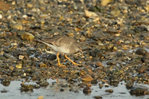 Common Redshank (Tringa totanus) adult, non-breeding plumage, foraging on shingle beach, Keyhaven, Hampshire, England