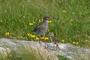 Redshank Prints: Common Redshank (Tringa totanus) adult with chick, Scotland, june