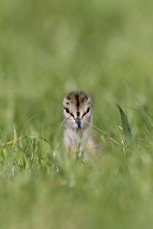 Chicks Prints: Common Redshank (Tringa totanus) chick