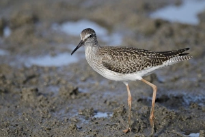 Deep Bay Prints: Common Redshank (Tringa totanus) juvenile