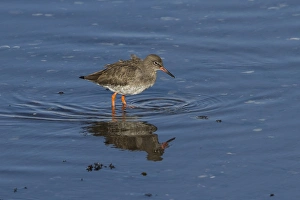 Wading Prints: Common Redshank wading -Scotland