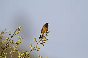 Common Redstart (Phoenicurus phoenicurus) adult male, singing, perched in bush with leafbuds, Shropshire, England, april