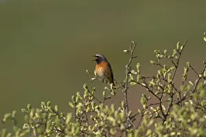 Common Redstart (Phoenicurus phoenicurus) adult male, singing, perched in bush with leafbuds, Shropshire, England