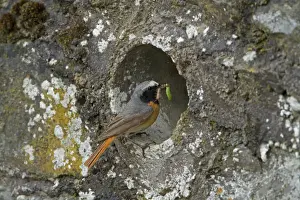 Common Redstart (Phoenicurus phoenicurus) adult male, carrying food to nest at drainage pipe in wall, Clwyd, Wales