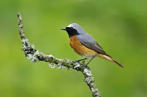 Common Redstart (Phoenicurus phoenicurus) adult male, perched on lichen covered twig, Gilfach Farm Nature Reserve