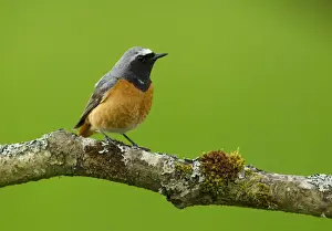 Common Redstart (Phoenicurus phoenicurus) adult male, perched on branch, Peak District, Derbyshire, England, June