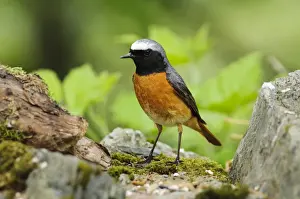 Common Redstart (Phoenicurus phoenicurus) adult male, standing on drystone wall, Gilfach Farm Nature Reserve