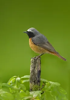 Common Redstart (Phoenicurus phoenicurus) adult male, perched on stick, Peak District, Derbyshire, England, June