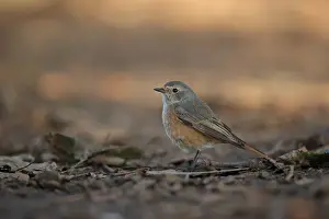 Common Redstart (Phoenicurus phoenicurus) immature male, first winter plumage, standing on ground, Norfolk, England