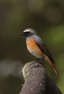 Common Redstart (Phoenicurus phoenicurus) immature male, first summer plumage, perched on branch, Norfolk, England, april