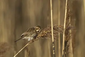 Marshlands Prints: Common Reed Bunting (Emberiza schoeniclus) adult female