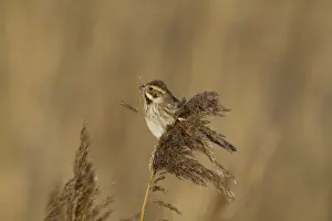 Common Reed Bunting (Emberiza schoeniclus) adult female, feeding on reed seeds, Norfolk, England, February