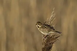 Common Reed Bunting (Emberiza schoeniclus) adult female, feeding on reed seeds, Norfolk, England, February
