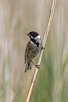 Reed Prints: Common Reed Bunting Male on reeds. Deepdale Marsh, Norfolk