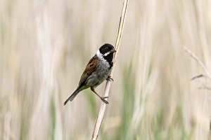 Common Reed Bunting Male on reeds. Deepdale Marsh, Norfolk