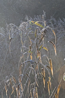 Stem Prints: Common Reed (Phragmites australis) backlit stems