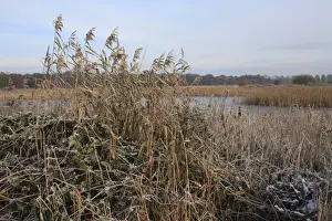 Common Reed (Phragmites australis) and Bramble (Rubus fruticosus), snow covered reedbed habitat and frozen scape, in river valley fen, Redgrave and Lopham Fen N. N. R. Waveney Valley, Suffolk, England, november