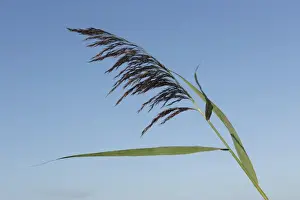 Site Prints: Common Reed (Phragmites australis) close-up of flowerhead