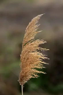 Common Reed (Phragmites australis) close-up of seedhead, Ellerstadt, Rhineland-Palatinate, Germany