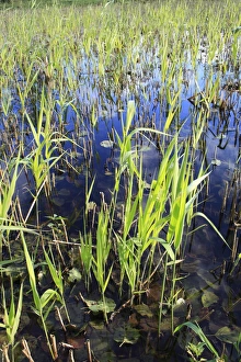 Reed Bed Prints: Common Reed (Phragmites australis) new shoots