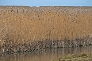 Droughts Prints: Common Reed (Phragmites australis) reedbed