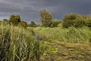 Common Reed (Phragmites australis) reedbed and ditch habitat, Wicken Fen N. N. R. Cambridgeshire, England, August