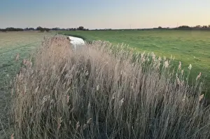 Common Reed (Phragmites australis) reedbed and grazing marsh habitat at sunset, Romney Marsh, Kent, England, march