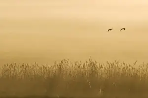 Common Reed (Phragmites australis) reedbed habitat, with ducks in flight, silhouetted at sunrise, Elmley Marshes N. N. R. North Kent Marshes, Isle of Sheppey, Kent, England, may
