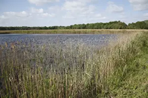 Common Reed (Phragmites australis) reedbed habitat at edge of scrape, in river valley fen, Redgrave and Lopham Fen N. N. R. Waveney Valley, Suffolk, England, may
