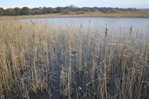 Common Reed (Phragmites australis) reedbed habitat and frozen scape, in river valley fen, Redgrave and Lopham Fen N. N. R. Waveney Valley, Suffolk, England, november
