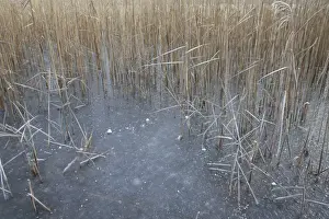 Common Reed (Phragmites australis) reedbed habitat and frozen scape, in river valley fen, Redgrave and Lopham Fen N. N. R. Waveney Valley, Suffolk, England, november