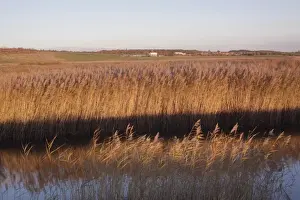Common Reed (Phragmites australis) reedbed habitat in low winter sunlight, on site of former opencast coal mine, St