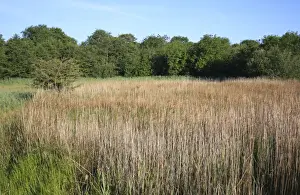 Common Reed (Phragmites australis) reedbed habitat in valley fen reserve, Roydon Fen, Roydon, Upper Waveney Valley, Norfolk, England, june