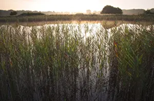 Common Reed (Phragmites australis) reedbed and open water in river valley fen habitat at sunrise, Middle Fen