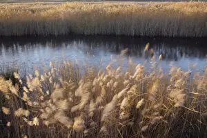 Common Reed (Phragmites australis) seedheads in reedbed habitat blowing in strong wind