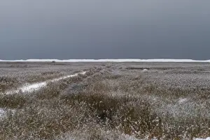 Common Reed (Phragmites australis) snow covered frozen reedbed habitat, Cley Marshes Reserve, Cley, Norfolk, England, december