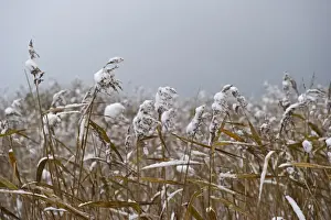 Common Reed (Phragmites australis) snow covered reedbed, Strumpshaw Fen RSPB Reserve, River Yare, The Broads, Norfolk, England, december