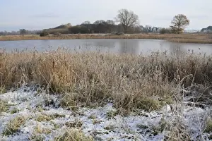 Common Reed (Phragmites australis) snow covered reedbed habitat and frozen scape, in river valley fen, Redgrave and Lopham Fen N. N. R. Waveney Valley, Suffolk, England, november