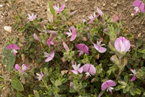 Brecklands Prints: Common Restharrow (Ononis repens) flowering, Breckland, Norfolk, England, july