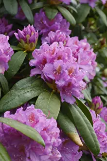 Common Rhododendron (Rhododendron ponticum) introduced invasive species, close-up of flowers, Powys, Wales, june