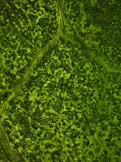 Common Rhododendron (Rhododendron ponticum) microscopic image of cells