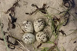 Sandy Prints: Common Ringed Plover (Charadrius hiaticula) four eggs in nest